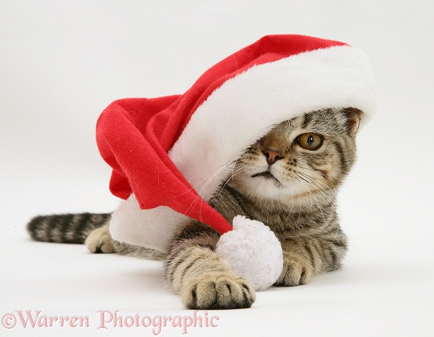 Tabby cat Tiger Lily wearing a Father Christmas hat, white background