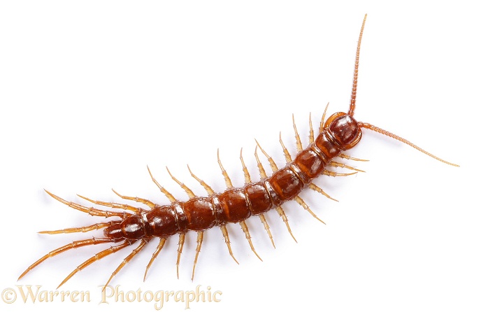 Brown Centipede (Lithobius forficatus).  Europe including Britain, white background