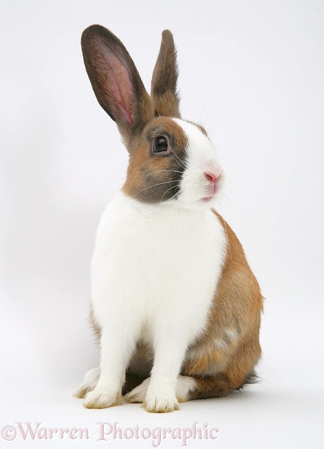 Fawn Dutch rabbit, white background