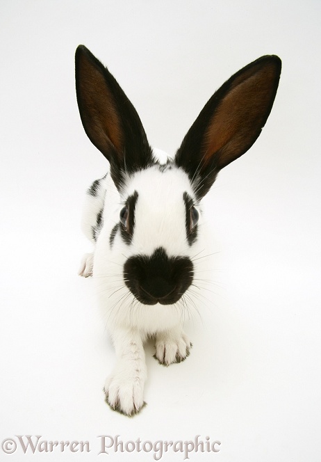 Old English Spotted rabbit, white background