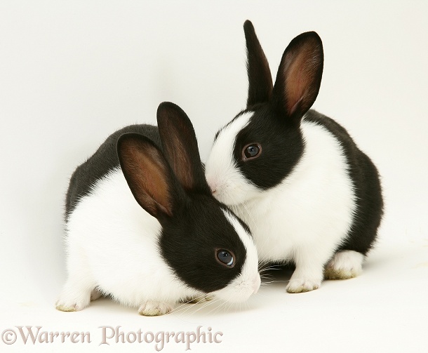 Baby black-and-white Dutch rabbits, 4 weeks old, white background