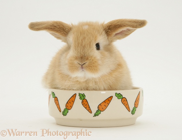 Sandy Lop baby rabbit in a food bowl, white background