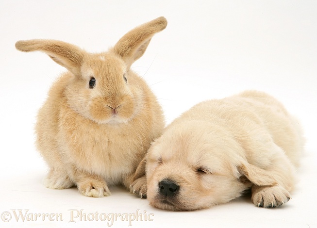 Baby sandy Lop rabbit with Golden Retriever pup asleep, white background