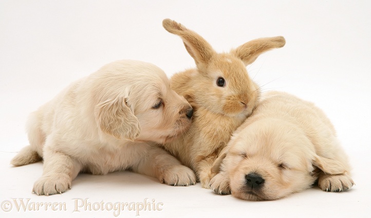 Baby sandy Lop rabbit with Golden Retriever pups, white background