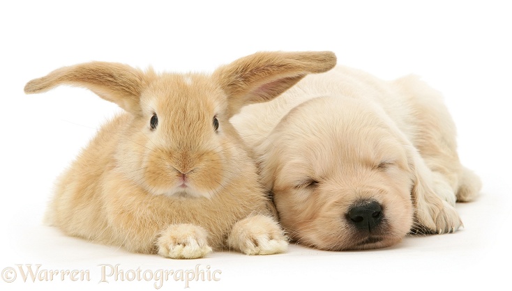 Baby sandy Lop rabbit with Golden Retriever pup, white background