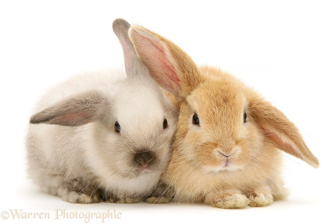 Baby colourpoint and sandy Lop rabbits, white background