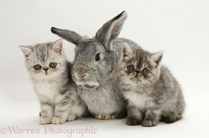 Silver Exotic kittens with silver Lop rabbit, white background