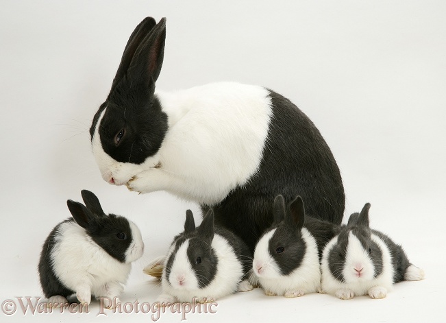Blue Dutch rabbit with four of his babies, 3 weeks old, white background