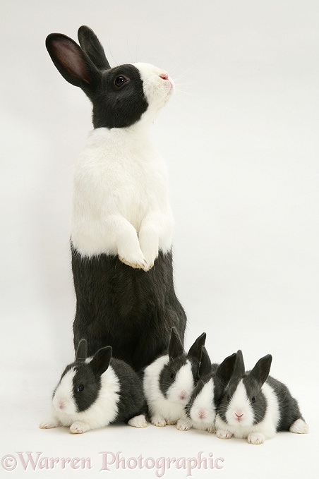 Blue Dutch rabbit with four of his babies, 3 weeks old, white background