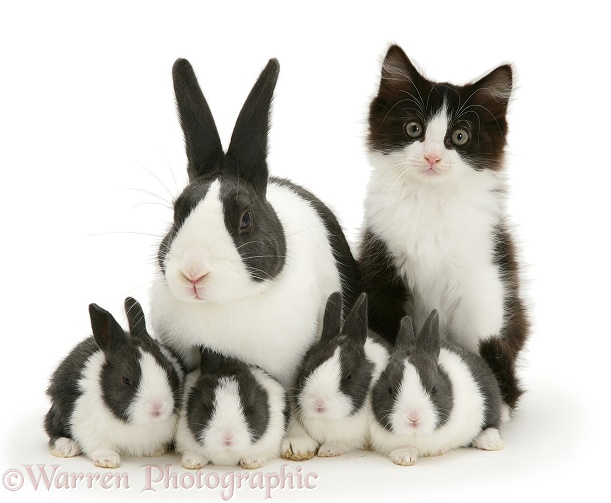 Black-and-white kitten with blue Dutch rabbit and four babies, 3 weeks old, white background