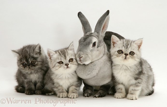 Silver Exotic kittens with silver Rex rabbit, white background