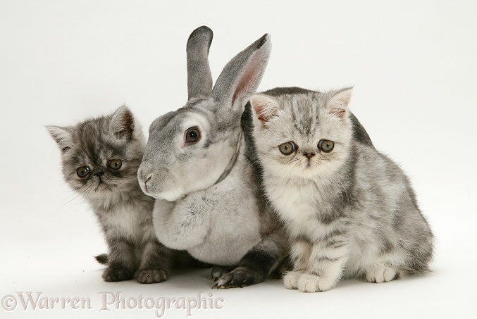 Silver Exotic kittens with silver Rex rabbit, white background