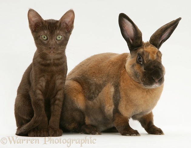 Brown Burmese-cross kitten with sooty-red Rex rabbit, white background