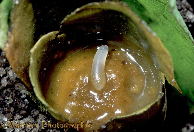 Leaf-cutting Bee (Megachile species) egg on a bed of pollen and honey within a cell constructed of cut leaves