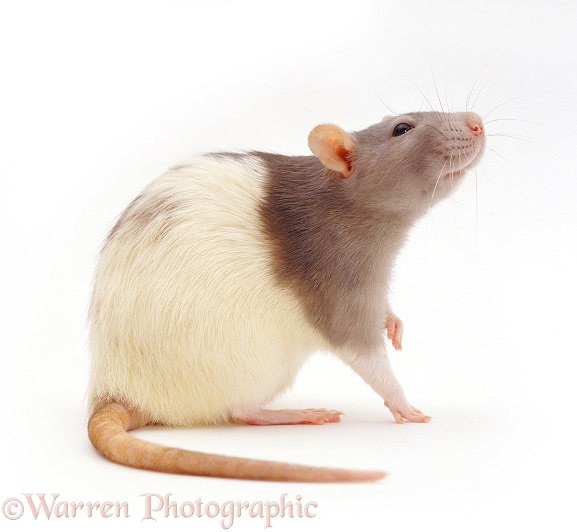 Agouti hooded rat, white background