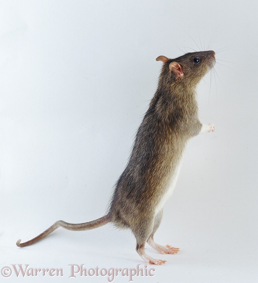 Agouti tame rat tripoding, white background
