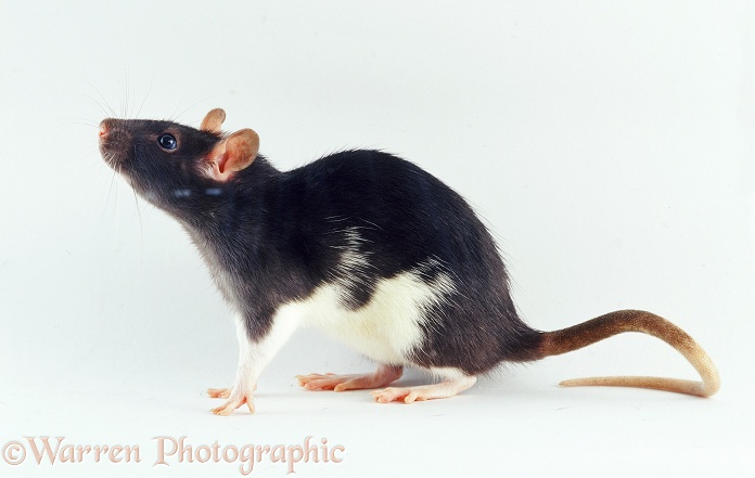 White-bellied black rat, white background