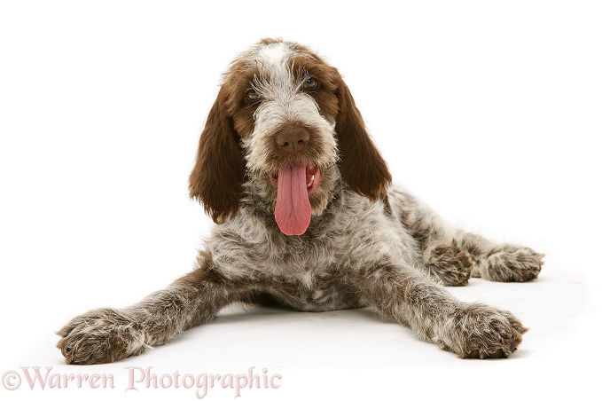 Brown Roan Spinone pup Wilson, 12 weeks old, with tongue out, white background
