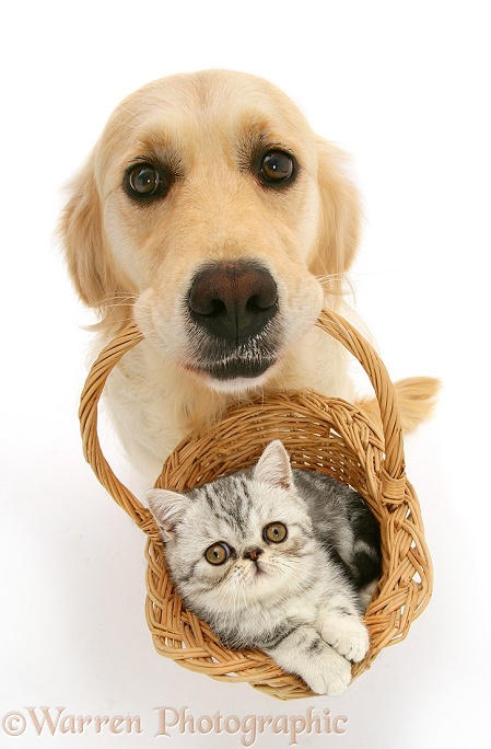 Golden Retriever bitch Lola with silver Exotic kitten in a basket, white background