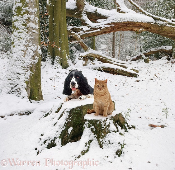 English Springer Spaniel and Cream Spotted British Shorthair cat in snowy woodland