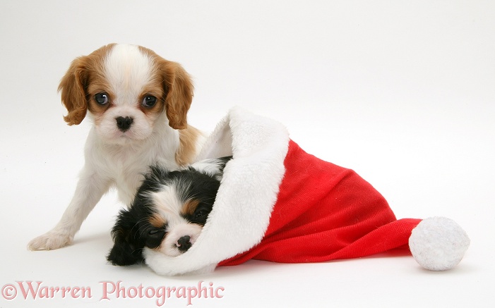 Blenheim and tricolour Cavalier King Charles Spaniel pups in a Father Christmas hat, white background