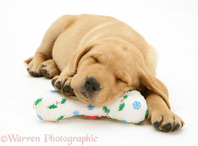 Yellow Labrador Retriever pup asleep on a festive toy bone, white background