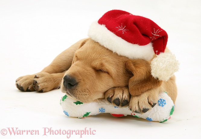 Yellow Labrador Retriever pup wearing a Father Christmas hat, asleep on a festive toy bone, white background