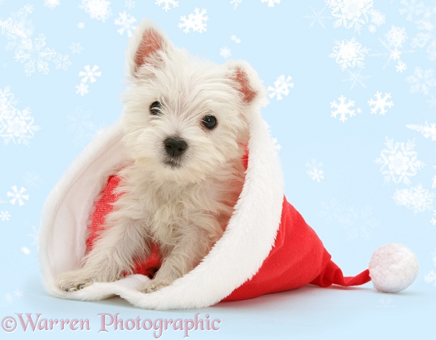 West Highland White Terrier pup in a Father Christmas hat, white background