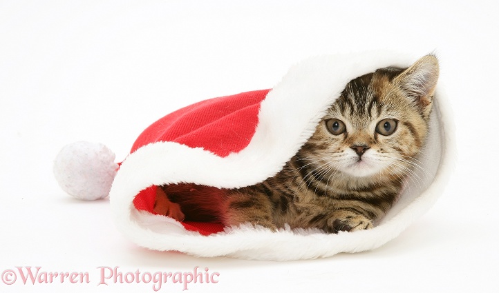 Tabby-tortoiseshell kitten in a Santa hat, white background
