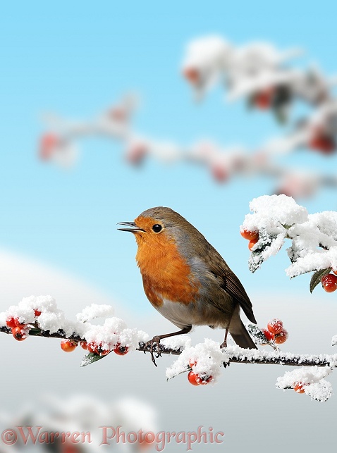 European Robin (Erithacus rubecula) singing on snowy Cotoneaster