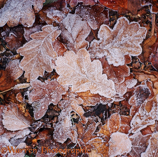 Hoar frost on fallen Oak leaves