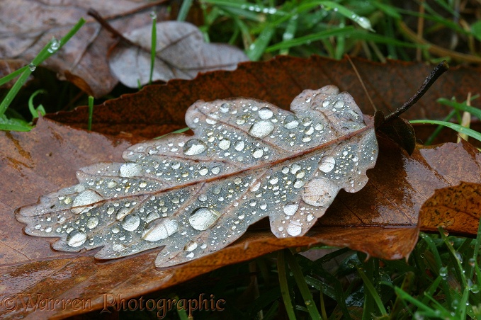 Raindrops on a fallen oak leaf in November