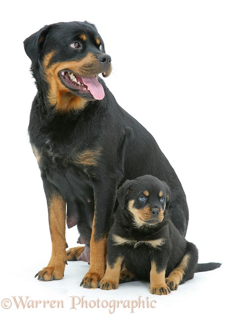 Rottweiler mother and pup, white background