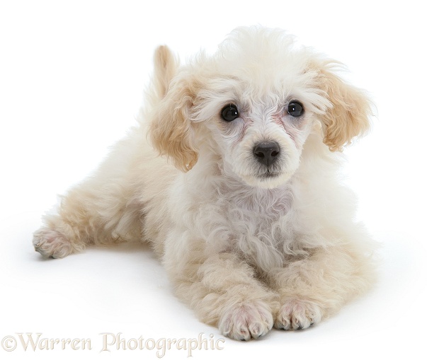 Miniature Apricot Poodle pup, lying head up, white background