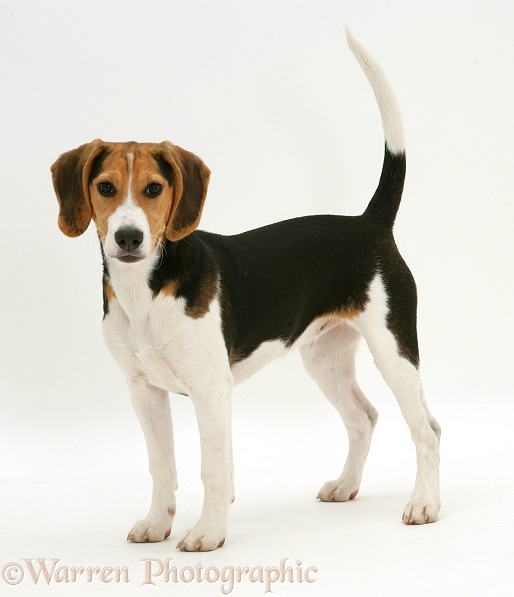 Beagle pup, white background