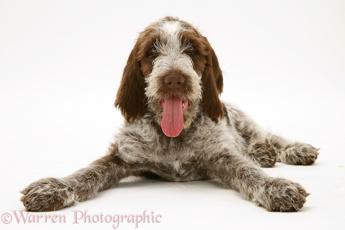 Brown Roan Spinone pup Wilson, 12 weeks old, with tongue out, white background
