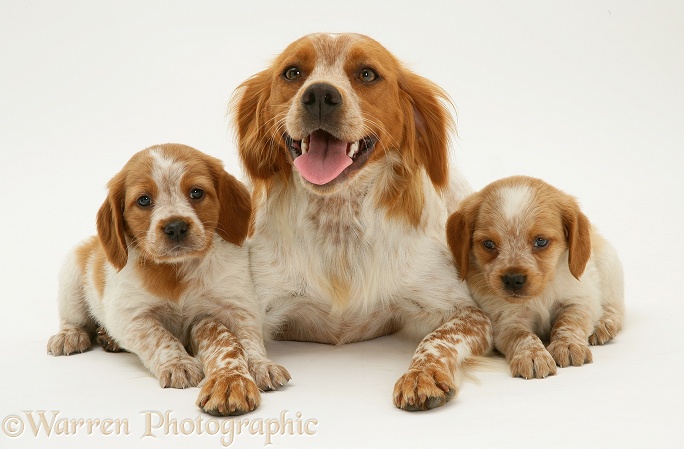 Brittany Spaniel bitch Spira with pups, 6 weeks old, white background