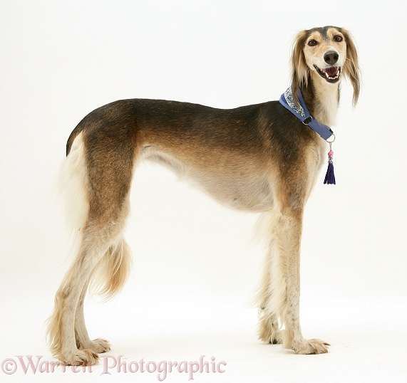 Smiley Saluki standing, white background