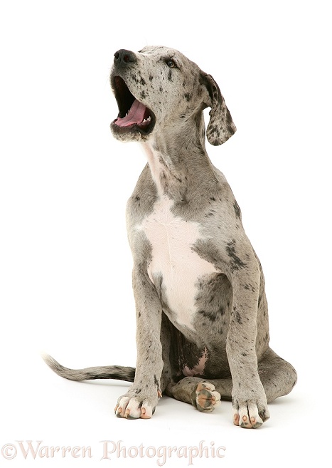 Great Dane puppy yawning, white background