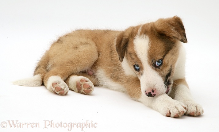Border Collie pup, Zebedee, chewing his leg, white background
