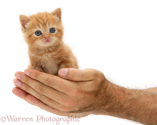 Red tabby kitten in a man's hands, white background