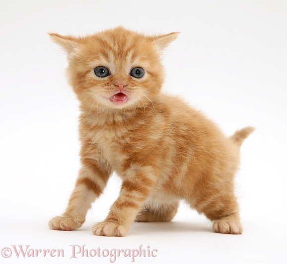 British shorthair red tabby kitten, white background