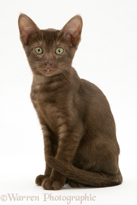 Brown Oriental-type kitten, white background