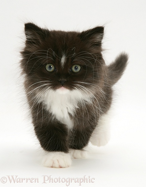 Black-and-white Persian-cross kitten, white background