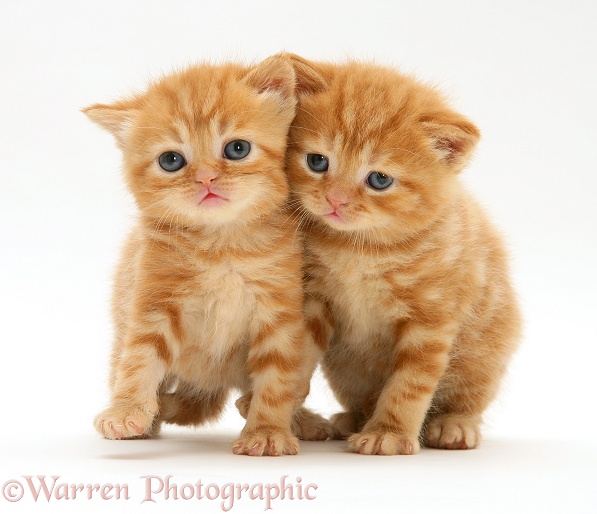 British shorthair red tabby kittens, white background
