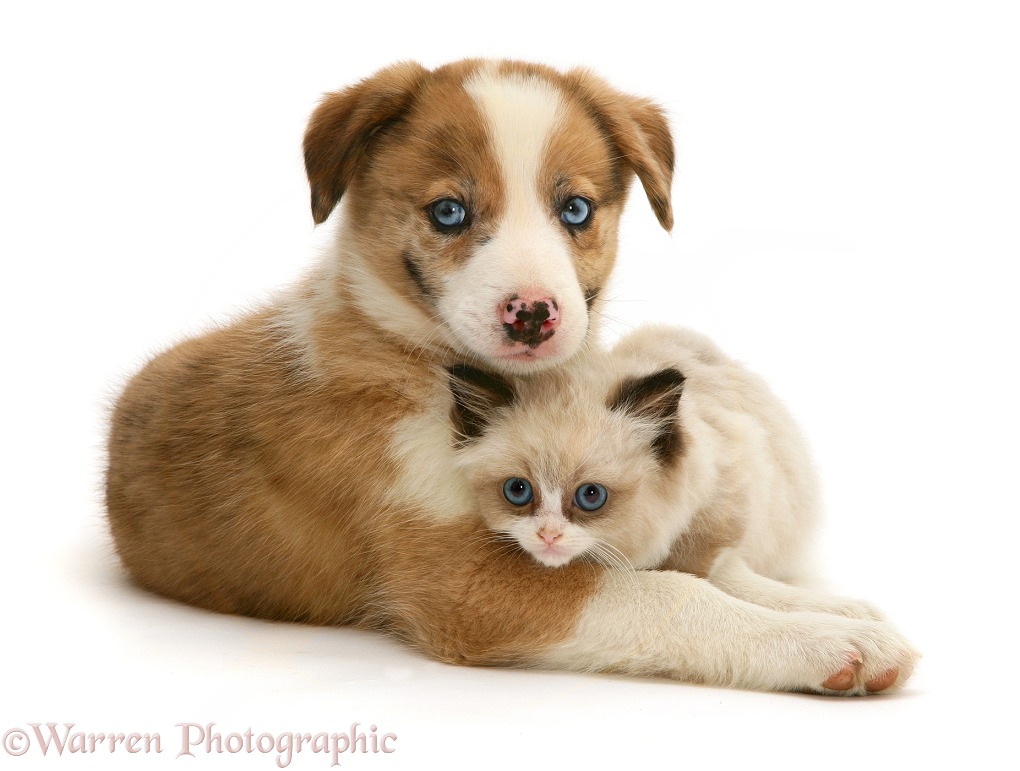 Blue-eyed red merle Border Collie, Zebedee, puppy with Birman-cross kitten, white background