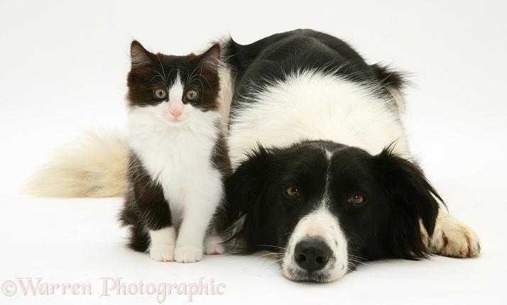 Black-and-white Border Collie bitch, Phoebe, lying chin on floor with black-and-white kitten, white background