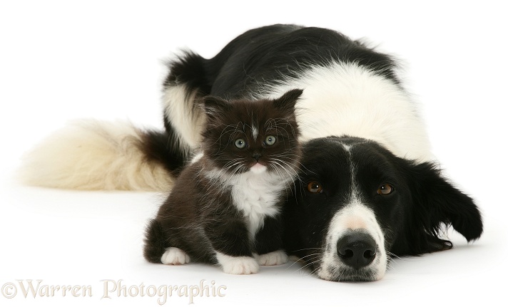 Black-and-white Border Collie bitch, Phoebe, lying chin on floor with black-and-white kitten, white background