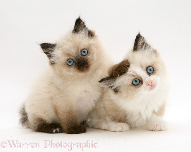 Birman-cross kittens, white background