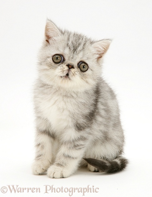 Silver Exotic shorthair kitten, white background